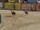 Golden Rabbit European Sandtrack-Derby Th. Ernst (164)